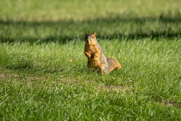 Adult Fox Squirrel Searching Food Park Sunny Day Stock Picture