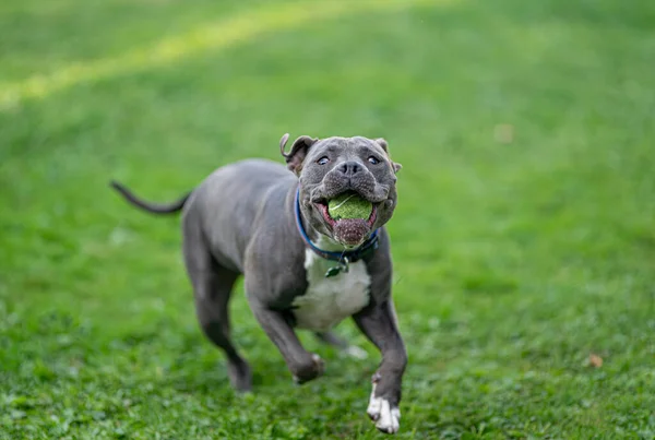 Pitbull Cachorro Está Persiguiendo Una Pelota Que Usted Lanza Ella — Foto de Stock