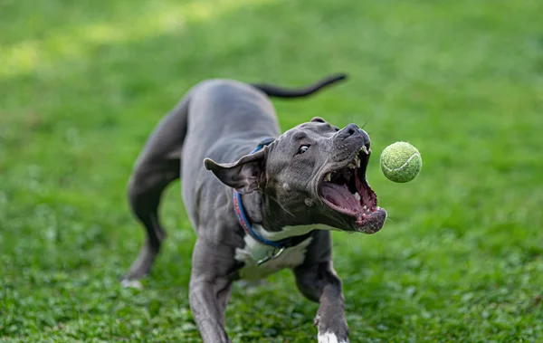 Pitbull Cucciolo Sta Inseguendo Una Palla Che Lancia Lei — Foto Stock