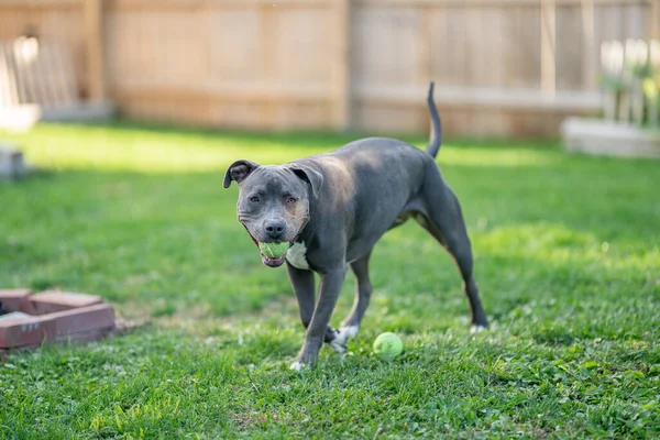 ピッツブル子犬はあなたが彼女に投げるボールを追いかけています — ストック写真