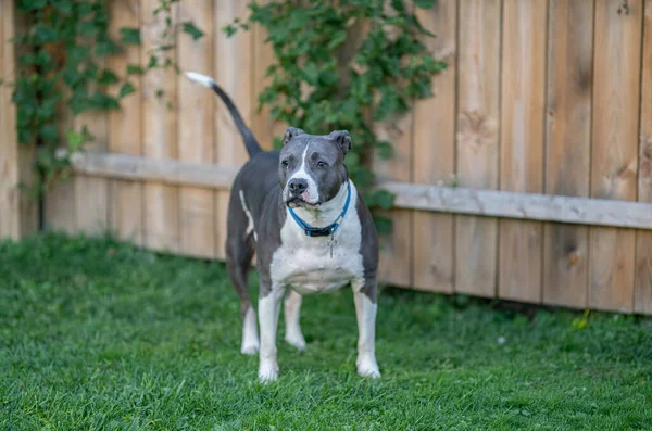 Pitbull Puppy Jaagt Een Bal Die Naar Haar Gooit — Stockfoto