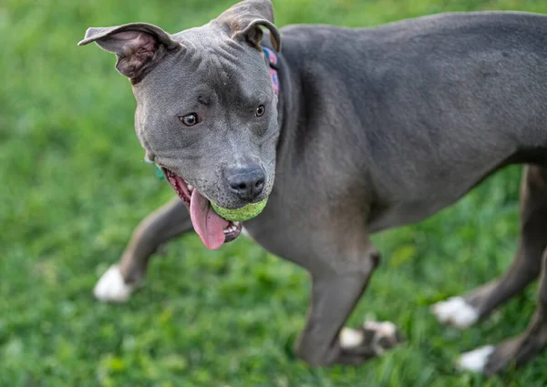 Pitbull köpeği ona attığın topu kovalıyor.