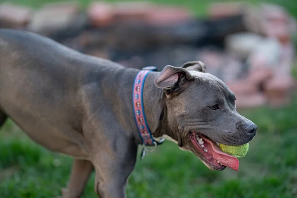 Pitbull Szczeniak Jest Goniąc Piłkę Rzucasz Niej — Zdjęcie stockowe