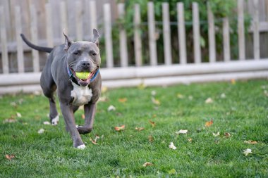 Pitbull köpeği tenis topuyla yakalamaca oynuyor.
