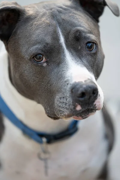 Mature Pitbull Terrier Gets Close Head Shot — Stock Photo, Image
