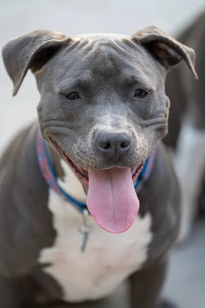 Pitbull Pup Gets Close Head Shot Playing Hard — Stock Photo, Image