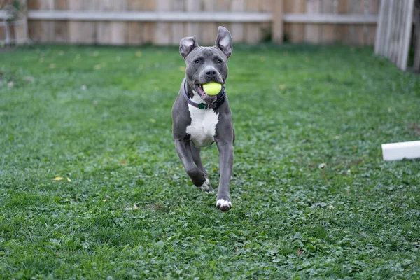 Pitbull Puppy Playing Fetch Tennis Ball — Stock Photo, Image
