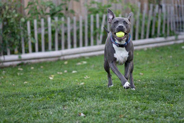 Pitbull Puppy Playing Fetch Tennis Ball — Stock Photo, Image