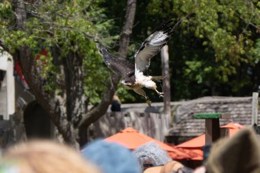 Michigan Rönesans Festivali, 30 Ağustos 2025