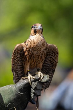 Michigan Rönesans Festivali, 30 Ağustos 2025