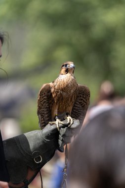 Michigan Rönesans Festivali, 30 Ağustos 2025