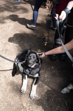 Michigan Rönesans Festivali, 30 Ağustos 2025