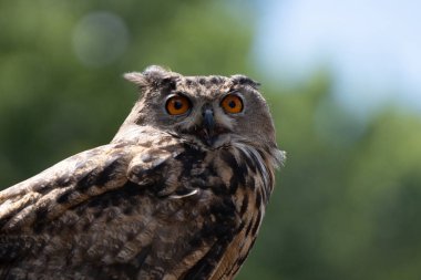 Tüneyen Avrasya kartal baykuşu tamamen büyüdü ve eğitmen komutlarının tünekten fırlatılmasını bekliyor.