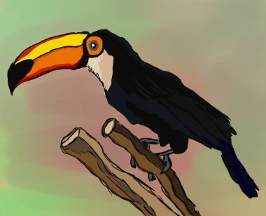 Toucan kuş çizgi film karakteri. Güney Amerika fauna. Vahşi hayvan illüstrasyon için Hayvanat Bahçesi reklam, doğa kavramı, çocuk kitap resimleme