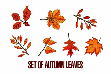 Beyaz arkaplanda farklı sonbahar yaprakları.