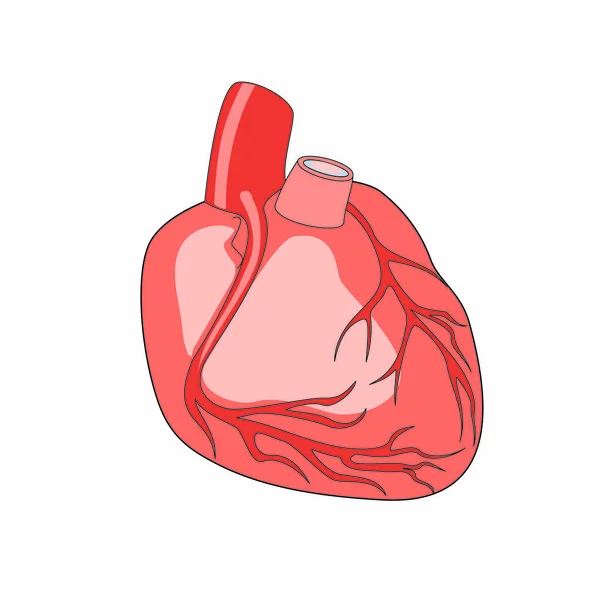 Anatomiska Mänskliga Hjärtat Isolerad Vit Bakgrund — Stockfoto