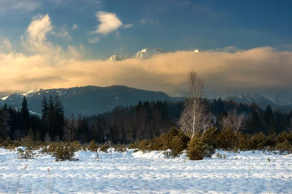 Widok Góry Wettersteingebirge Podczas Zimowy Poranek Zachmurzone Niebo Zamarzniętym Lesie — Zdjęcie stockowe
