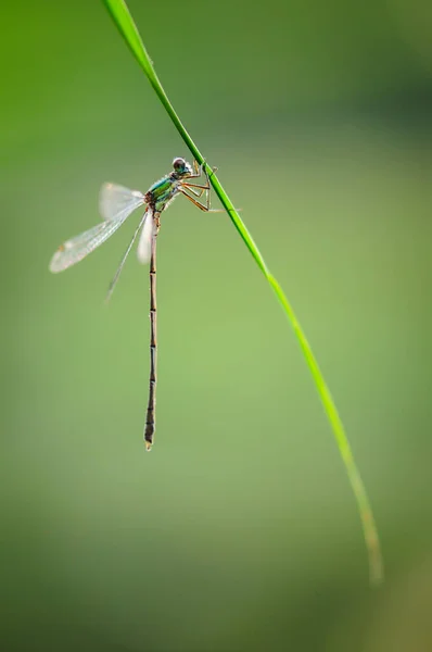 Schönes Detail der Libelle Lestes sponsa — Stockfoto