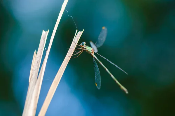 Beautiful detail of Lestes sponsa dragonfly — Stock Photo, Image