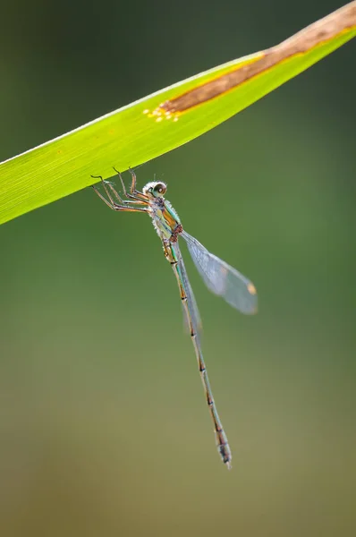 Piękny szczegół Lestes sponsa ważka Obrazy Stockowe bez tantiem