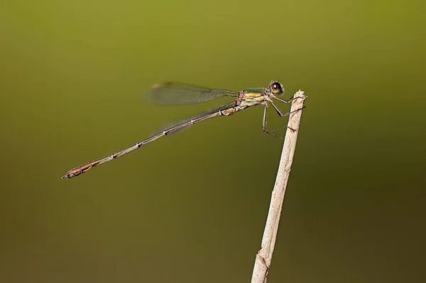 Piękny szczegół Lestes sponsa ważka Obrazek Stockowy