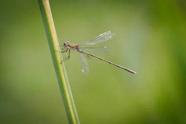 Piękny szczegół Lestes sponsa ważka — Zdjęcie stockowe