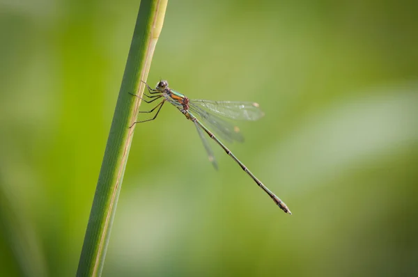 Piękny szczegół Lestes sponsa ważka Obrazy Stockowe bez tantiem