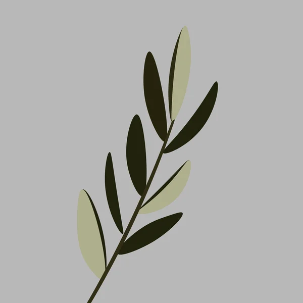 Olivenblätter Illustration Florist Karte — Stockvektor