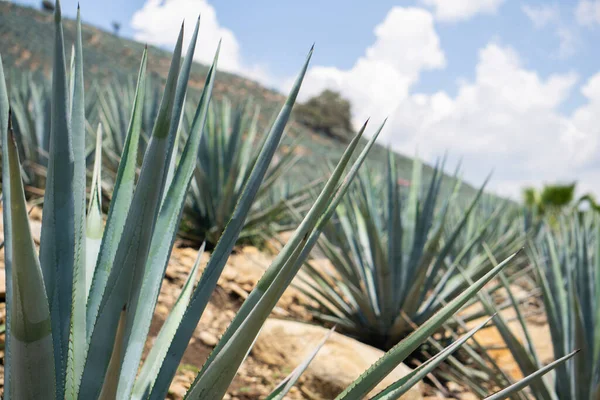 Agave Mezők Mexikóban Tequila Növény Stock Fotó