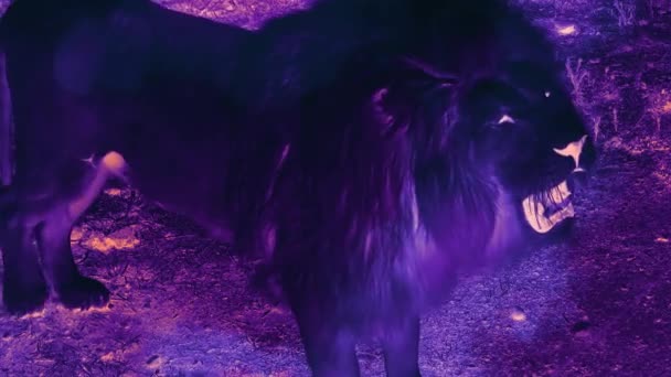尼昂狮子近身 紫罗兰霓虹灯 摘要录像片段 — 图库视频影像