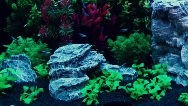 Peces Acuario Algas Verdes Fondo Relajante — Vídeo de stock