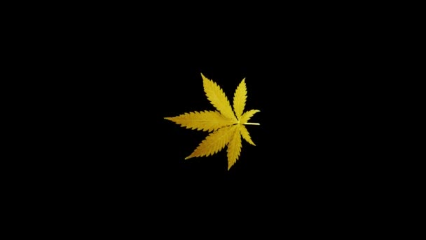 Hoja Cannabis Dorado Gira Círculo Objeto Aislado Fondo Negro — Vídeo de stock