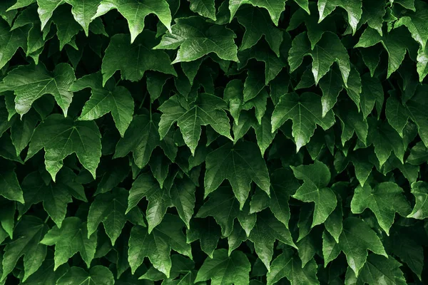 Boston ivy and ivy leaves background