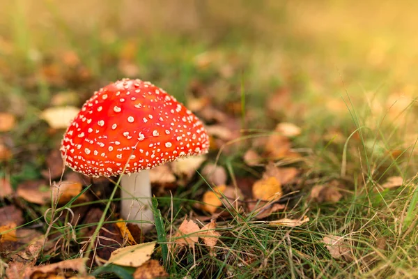 Beautiful Autumn Background Amanita Sunny Background Mushroom Copy Space — Stock Photo, Image