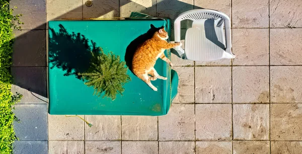 Masada yatan bir kedi görüntüsü, terasta güneşlenen, havadan bakan. Huzur, rahatlama ve güzellik kavramı