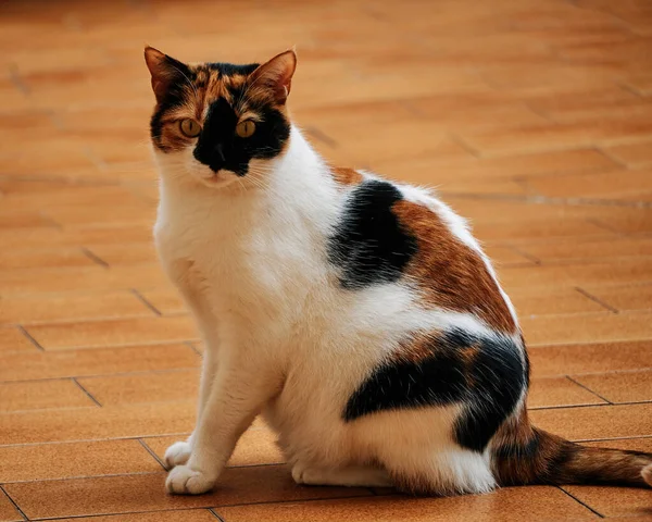 Fotoğraf için üç renkli kedi merakla poz veriyor. Güzellik kavramı, zarafet, merak