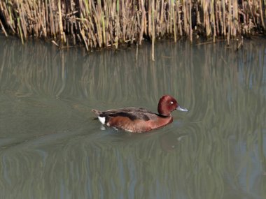 Ferruginous ördeği, aynı zamanda yırtıcı bitki, beyaz göz ya da beyaz gözlü pochard Wildfowl ve Wetlands Trust London Wetland Centre, Barnes, Londra, İngiltere