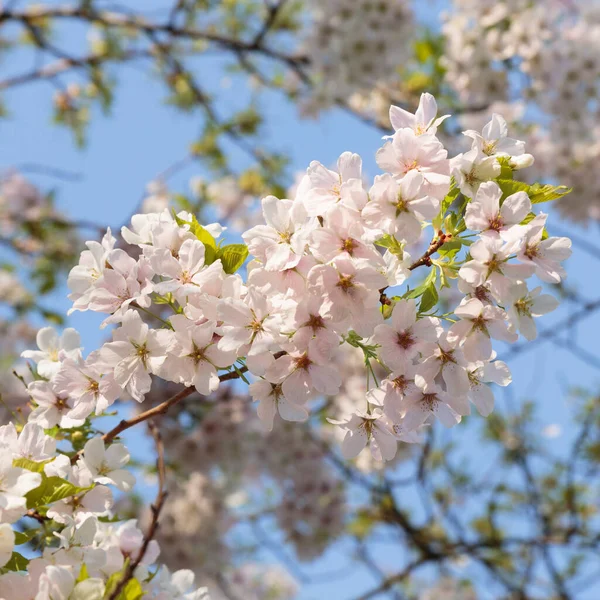 Kew Gardens, Londra, İngiltere 'de kiraz çiçekleri