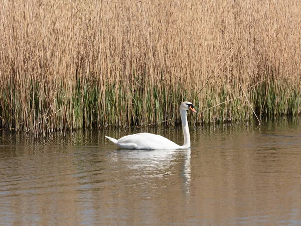 Headley Hide 'dan bir dilsiz kuğu Wildfowl ve Wetlands Trust London Wetland Centre, Barnes, Londra, İngiltere' de görüldü.