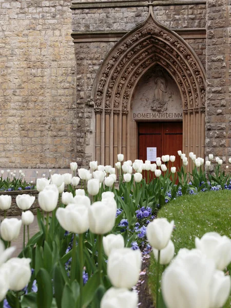 Mount Street Gardens, Londra 'daki Katolik Katolik Kilisesi' nin girişine yakın laleler.