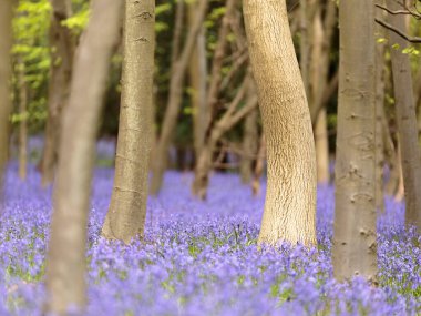 Adams Wood, Frieth, Henley-on-Thames, Buckinghamshire, İngiltere, İngiltere 'de BlueBell (Hyacinthoides non-script olmayan)