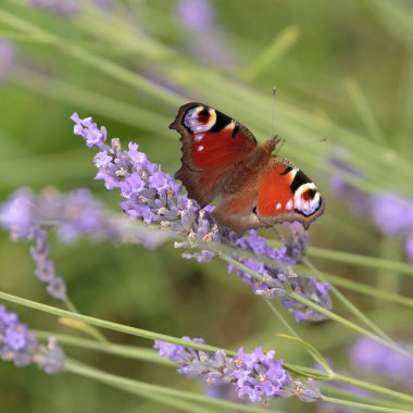 Bir Tavuskuşu Kelebeği, nam-ı diğer Avrupa Tavuskuşu Kelebeği, (Aglais io) Mayfield Lavanta Çiftliği, Banstead, İngiltere