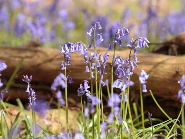 BlueBell (Hyacinthoides non-script) Cowleaze Wood, Oxfordshire, İngiltere, Birleşik Krallık