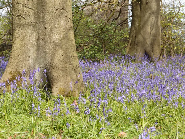 BlueBell (Hyacinthoides non-script) Cowleaze Wood, Oxfordshire, İngiltere, Birleşik Krallık