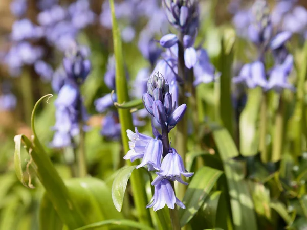 Bluebells (Hyacinthoides non-scripta), One Tree Hill, Honor Oak Park, London, England, United Kingdom
