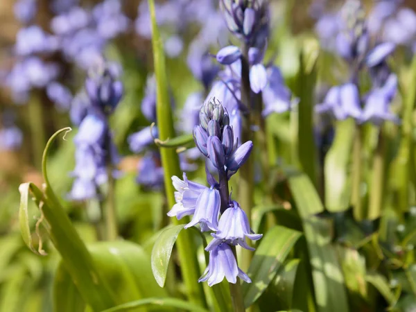 BlueBell (Hyacinthoides non-script), One Tree Hill, Honor Oak Park, Londra, İngiltere, Birleşik Krallık