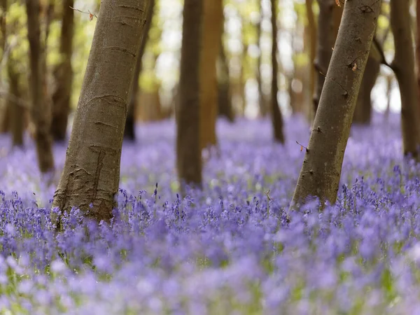 Adams Wood, Frieth, Henley-on-Thames, Buckinghamshire, İngiltere, İngiltere 'de BlueBell (Hyacinthoides non-script olmayan)