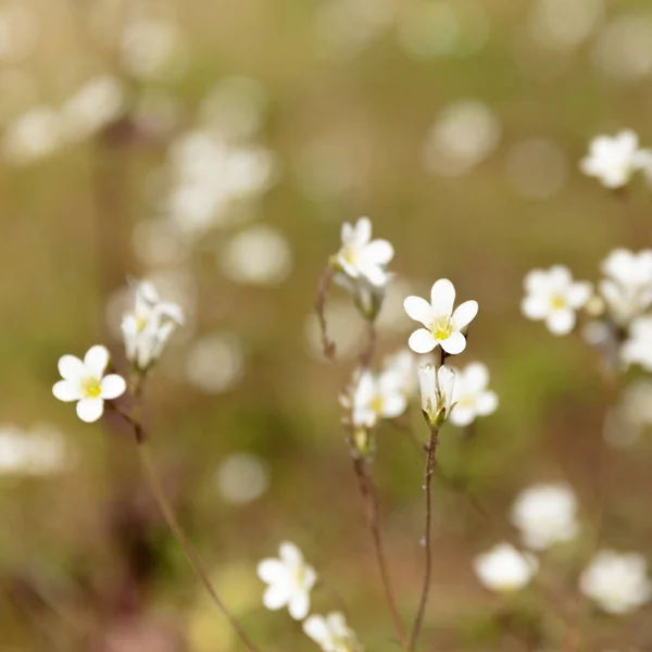 Meadow Saxifrage (Saxifraga granulata), yeşil çatı bahçesi, İngiltere, Birleşik Krallık