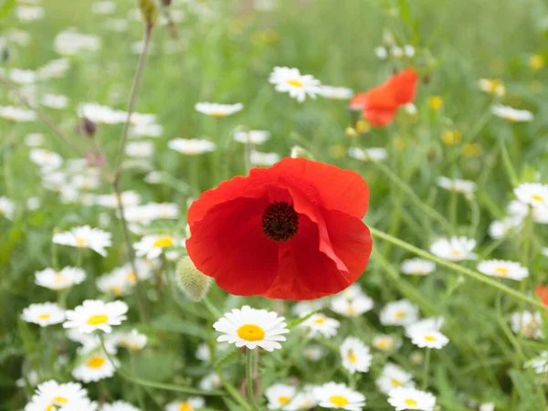 Common Poppy (Papaver rhoeas) (aka Corn Poppy, Corn Rose, Field Poppy, Flanders Poppy or Red Poppy) Fulford Street, London, England, United Kingdom