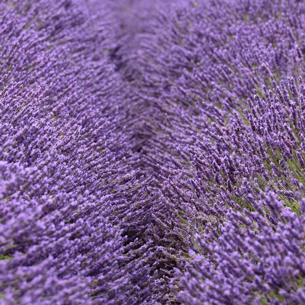 Zatemněná Cesta Mezi Řadami Levandule Mayfieldské Levandulové Farmě Banstead Anglie — Stock fotografie